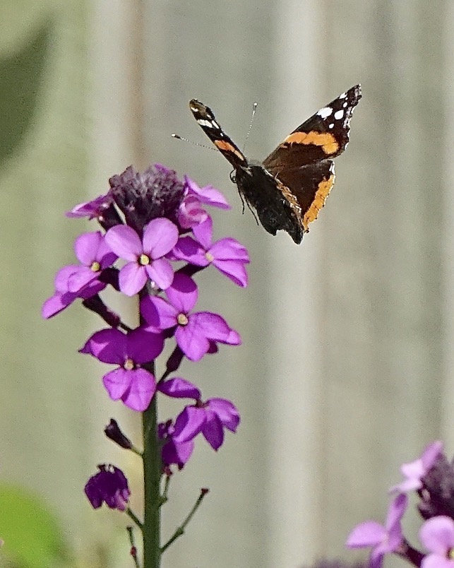 red admiral